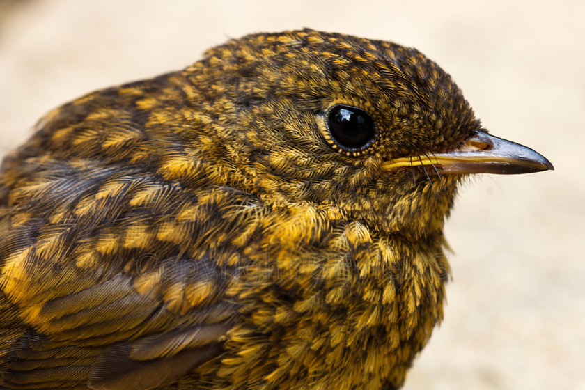 Young robin1466 
 Keywords: Young robin, Camberley, Surrey, UK