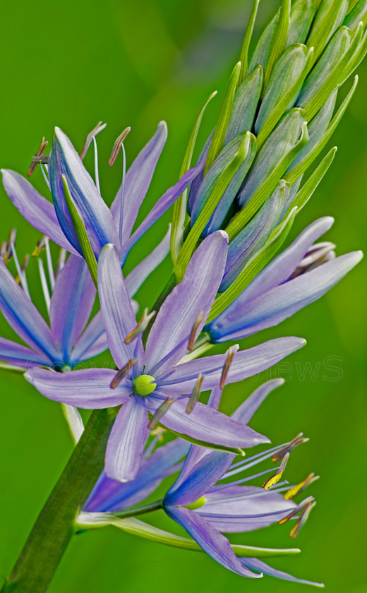 Blue flowers 
 Blue flowers on brioght green background 
 Keywords: flower