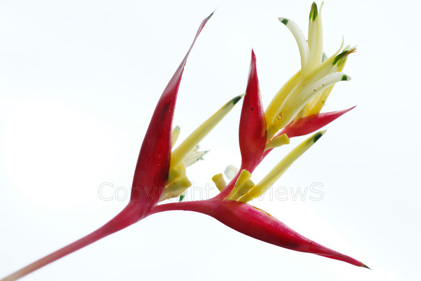 Heliconia psittacorum flower 
 Heliconia psittacorum flower on white background 
 Keywords: heliconia psittacorum, Flower, Costa Rica