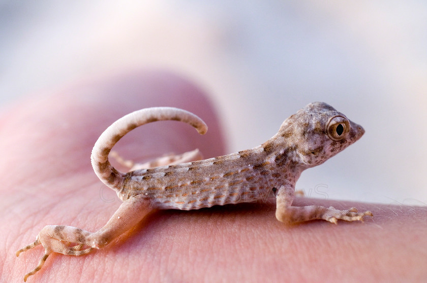 Geko (2) 
 Keywords: Hand, Ghecko, Oman, Sur