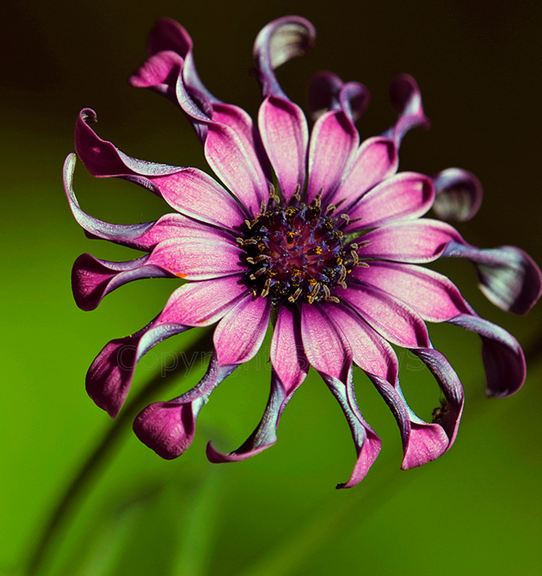 fading flowerPICT0009 
 Purple flower , Camberley garden , Surrey , UK 
 Keywords: Fading flower, Purple flower, Camberley garden, Surrey, UK