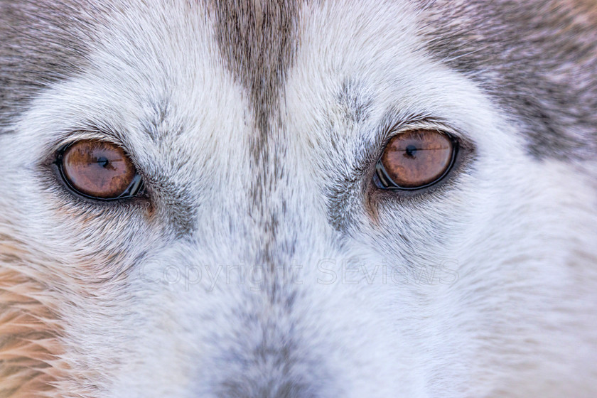 Huskies5222 
 Huskies on dog sledding trip in Finland 
 Keywords: Tervahovi, Finland Husky dog sledding