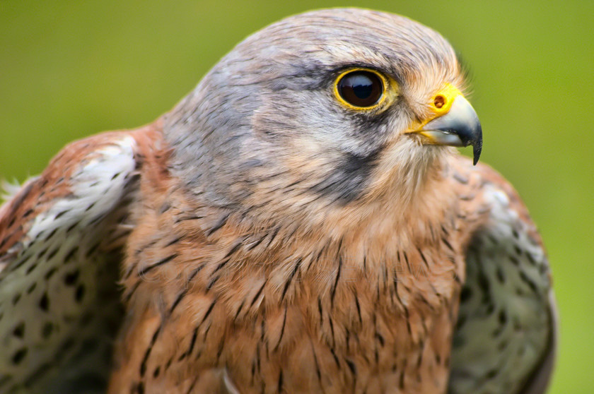 Laggar Falcon 
 Laggar Falcon 
 Keywords: Laggar Falcon (Falco juggar), bird of prey centre, Scotland