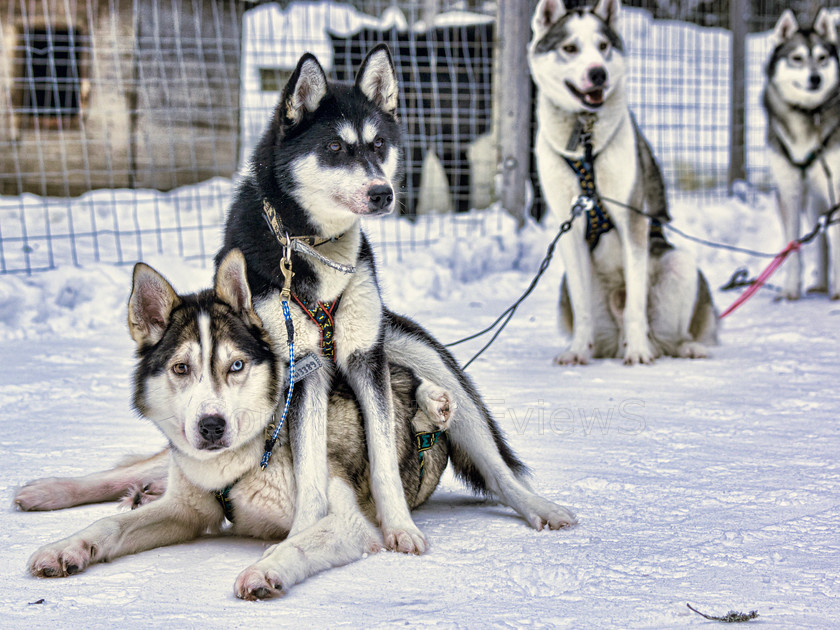 Tervahovi5236 
 Huskies pulling sledge on dog sledding trip on snow and ice around Kalevala, Northern Finland 
 Keywords: Tervahovi, Kalevala, Finland, Huskies