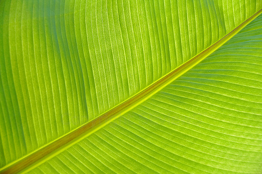 leaf veinsPICT0124 
 Large backlit leaf , Camberley garden , Surrey , UK 
 Keywords: Large backlit leaf, leaf veins patterns, Camberley garden, Surrey, UK