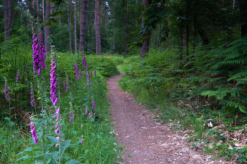 Purple lupins in woods 
 Purple lupins in woods 
 Keywords: Woods, purple, Lupins, path