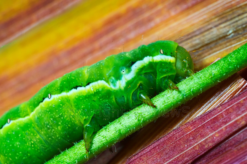 green caterpillar DSC7496 
 Angle Shades Moth (Phlogophora meticulosa) larva (green caterpillar) eating flower stalk 
 Keywords: Angle Shades Moth (Phlogophora meticulosa), green caterpillar