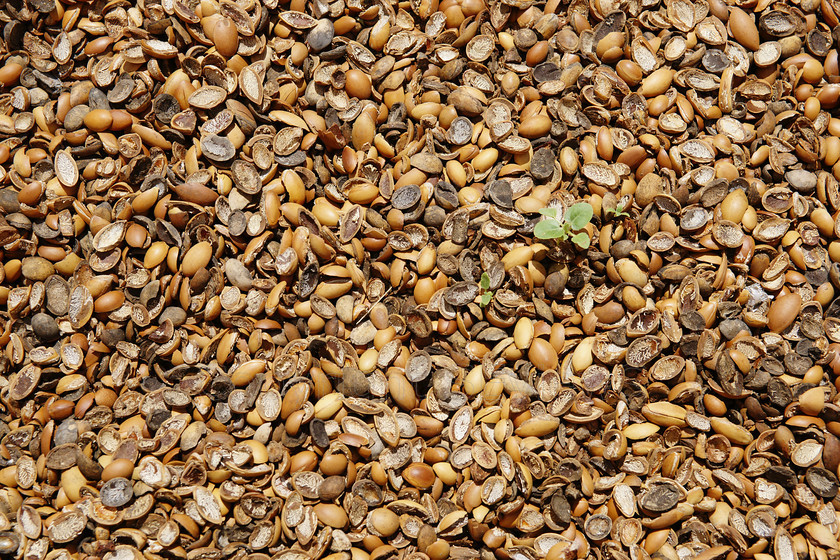 Argan seed husks 
 Dried Argan seed husks used as ground coverwith new green shoot 
 Keywords: Argan, almond, husks, pattern, texture, Agadir, Morocco