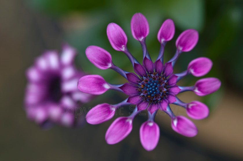 purple alpine flower 
 purple propeller like alpine flower 
 Keywords: purple, propeller, alpine, flower