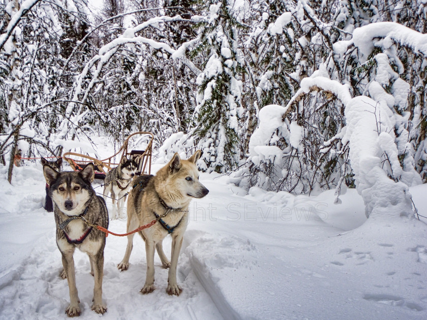 Tervahovi1945 
 Huskies pulling sledge on dog sledding trip on snow and ice around Kalevala, Northern Finland 
 Keywords: Tervahovi, Kalevala, Finland, Huskies