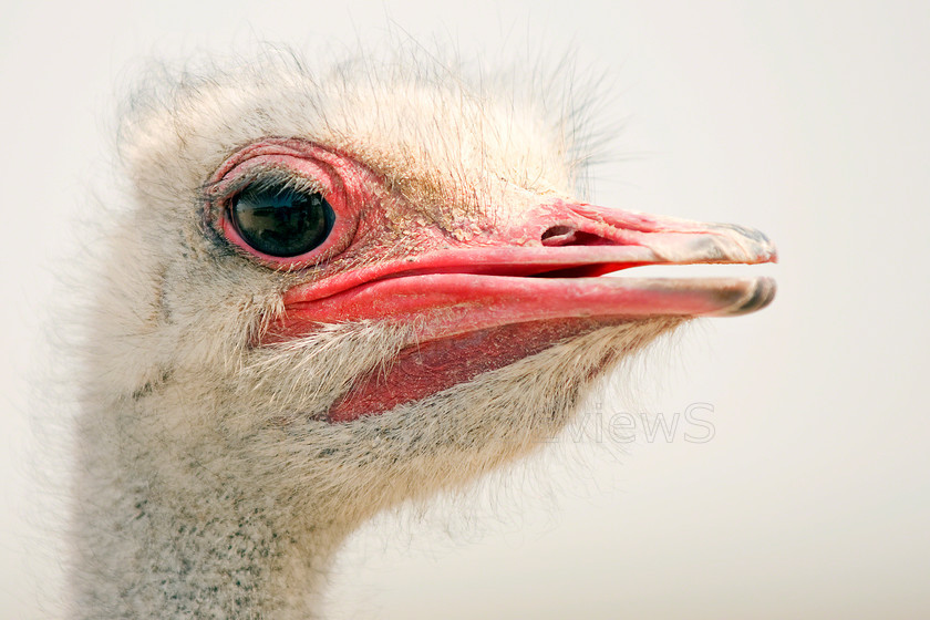 Ostrich portrait16 
 SONY DSC 
 Keywords: Ostrich, Ostrich Portrait, Struthio camelus, Ostrich Face, Ostrich Whelp, Ostrich Chick, Baby Ostrich, Barka Ostrich Farm, Near Water Factory, Nakhal Barka, Oman