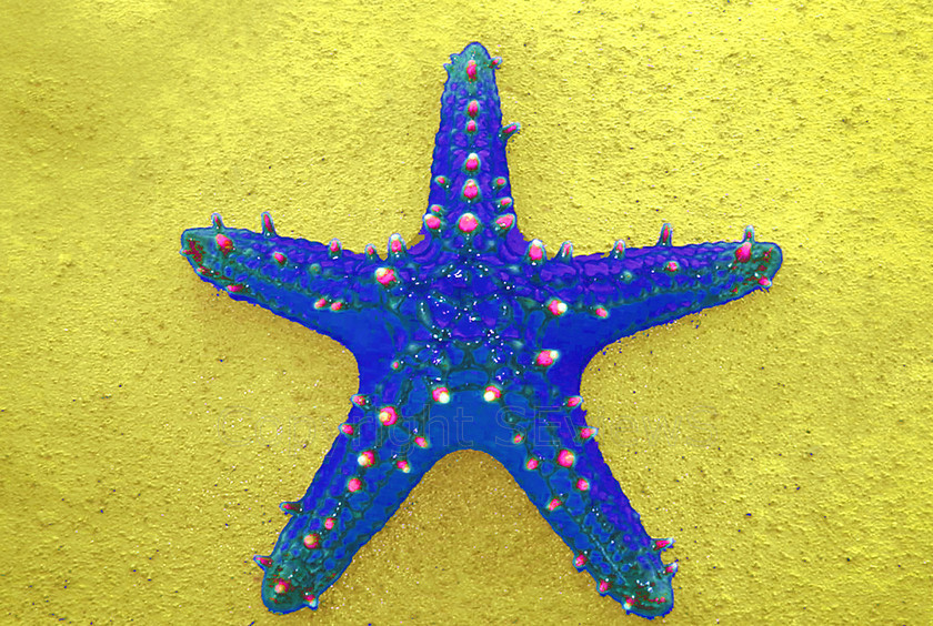 starfish4 
 Colour inveretd starfish, Kenya 
 Keywords: starfish, blue, colour inverted, Mombassa, Kenya, East Africa