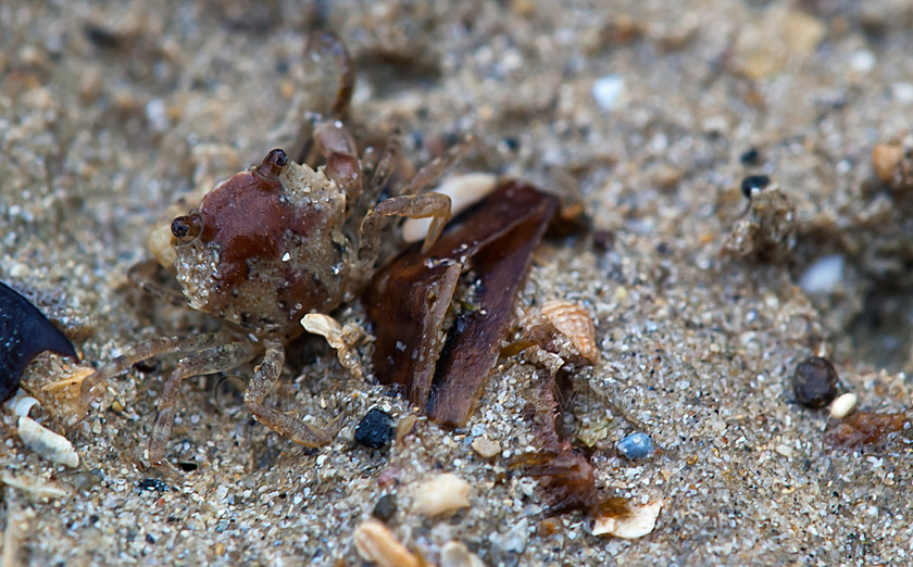 Sand camouflaged crab 
 Camouflaged crab on sand covered rockpool 
 Keywords: crab, camouflage, sand, seawater