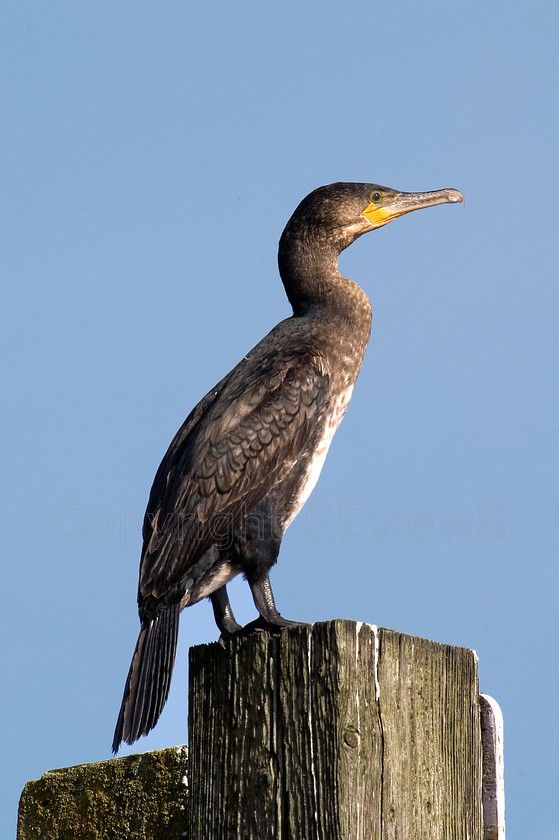 Cormorant0001 
 Keywords: Cormorant, Phalacrocorax carbo, blue sky, River Arun, Littlehamton, West Sussex