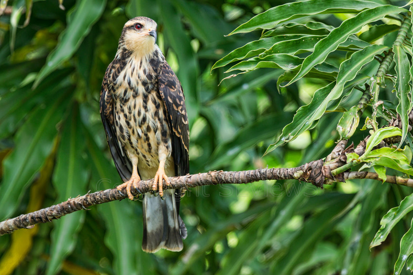 Hawk DSC3631 
 Hawk, Chagres river, Panama 
 Keywords: Hawk, Chagres river, Panama