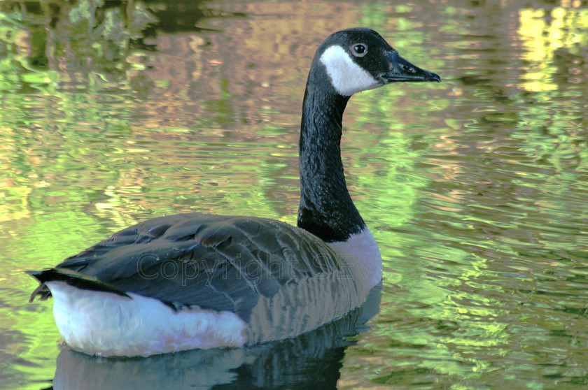 Geese0014 
 KONICA MINOLTA DIGITAL CAMERA 
 Keywords: Canadian goose, Blacwater River: camberley, Surrey, UK, EU, Reflections