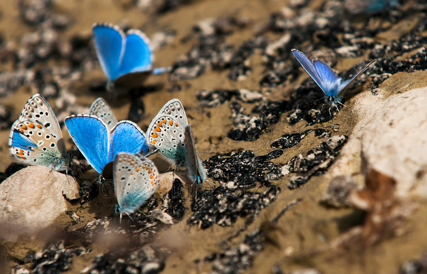 Common Blue Butterfly 
 Common Blue Butterflies congregating on ground 
 Keywords: Common Blue Butterflies, Polyommatus icarus