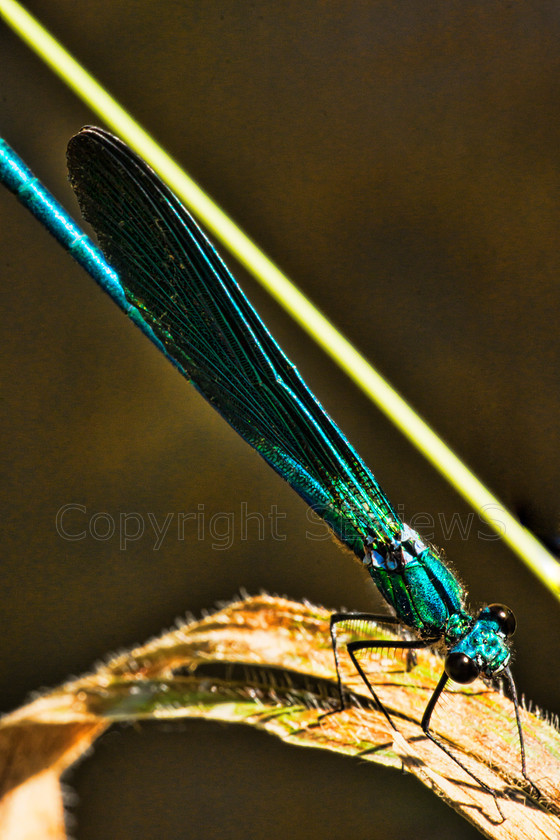 Dragon flies7713 
 Damselfly (suborder Zygoptera) 
 Keywords: Damselfly (suborder Zygoptera), Eygaliers, Drome, France