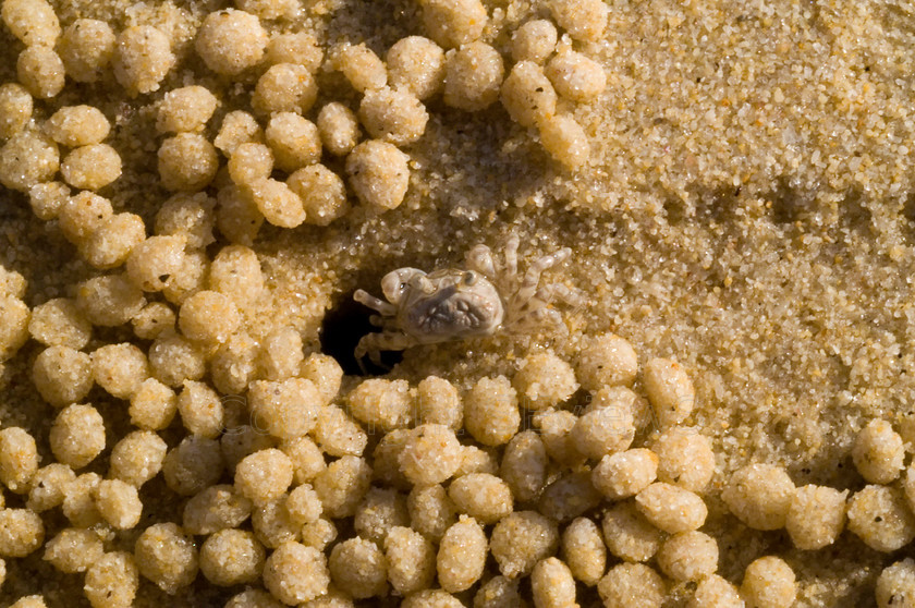 Sand Crab (4) 
 Keywords: Sand Crab, Seaside, sand balls, Muscat, Oman