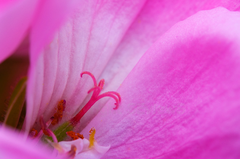 pink style & petals 
 pink style & petals 
 Keywords: pink, flower, style