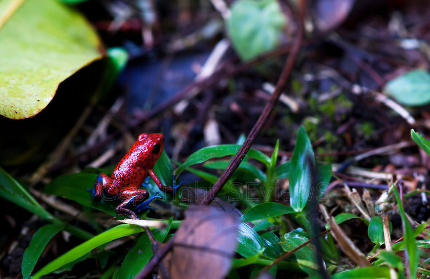 Poison dart frog5836 
 Strawberry poison-dart frog 
 Keywords: Frog, small, Strawberry poison-dart frog, Dendrobates pumilio, Costa Rica, Central America, Pacific Coast