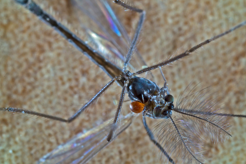 Midge with mite 
 Mite feeding on midge 
 Keywords: Midge, mite, Camberley, Surrey, UK