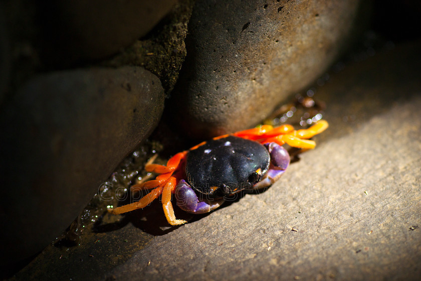 DSC6430 
 SONY DSC 
 Keywords: crab, red legs, Costa Rica, Central America, Pacific Coast