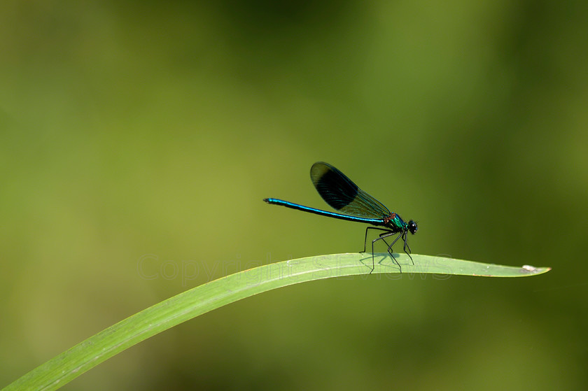 PICT0121 
 Damselfly (suborder Zygoptera) 
 Keywords: Damselfly (suborder Zygoptera), Camberley, Surrey, UK