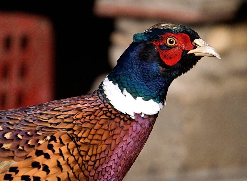 Pheasant (4) 
 Keywords: Coulonge les Sablons, France, EU, Pheasant