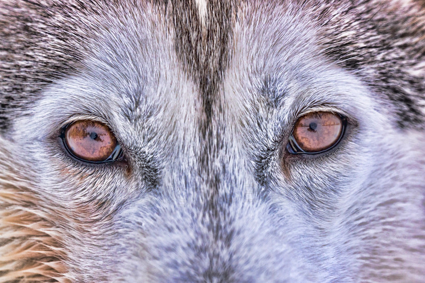 Huskies sharp5223 
 Huskies on dog sledding trip in Finland 
 Keywords: Tervahovi, Finland Husky dog sledding