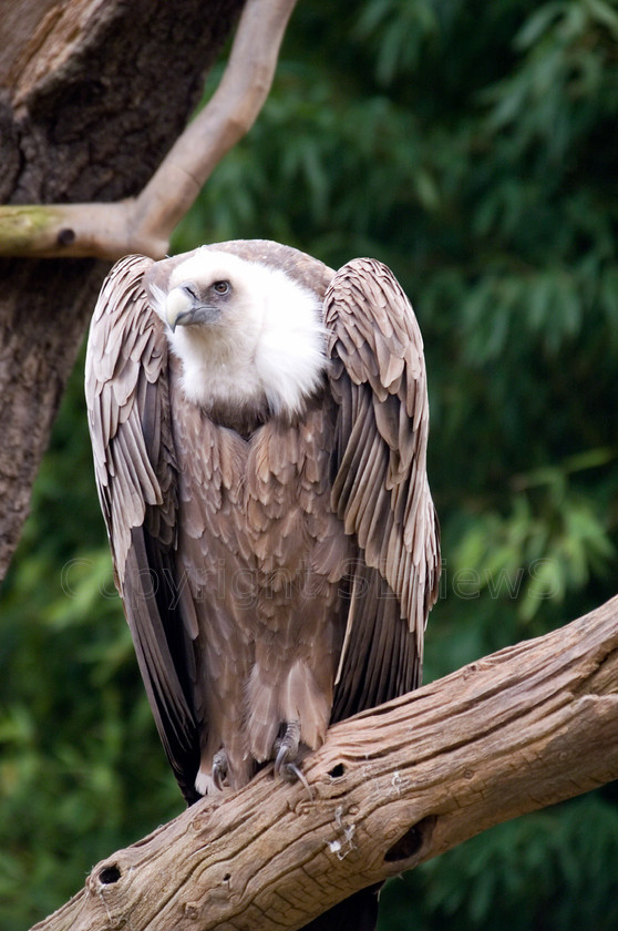 Vulture 
 KONICA MINOLTA DIGITAL CAMERA 
 Keywords: Zoo, Antwerp, Vulture