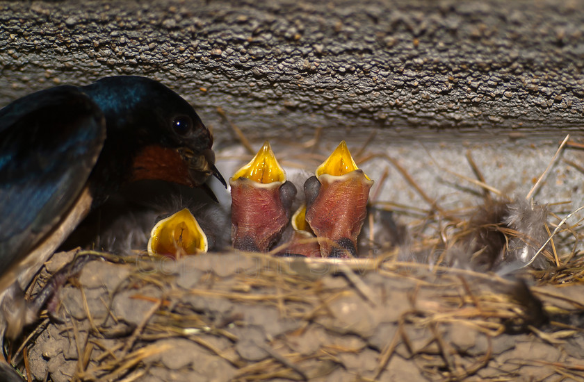 swallow feeding one of three chicks 
 Swallow on nest about to feed insect to one of three open beaked chicks 
 Keywords: Swallow, Hirundinidae, three chicks, Coulonges les Sablons, Orne, 61, France