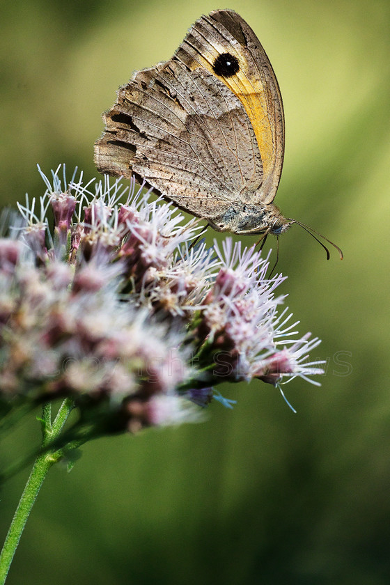 Butterfiles7617 
 Meadow brown butterfly, Satyridae 
 Keywords: Meadow brown butterfly, Satyridae, Eygaliers, Drome, France