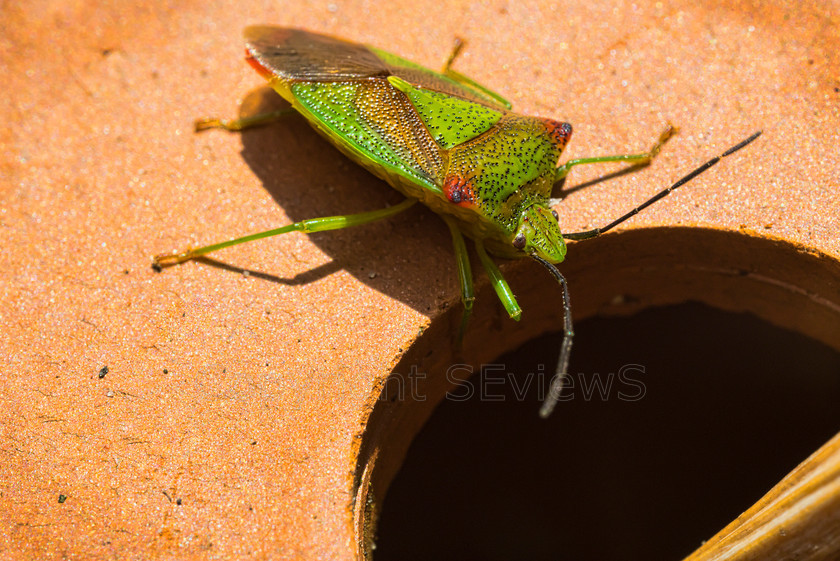 Shield bug DSC7257 
 Shield bug (Pentatomoidea) close up 
 Keywords: Shield bug, Pentatomoidea