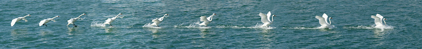 Swan landing sequence 
 SONY DSC 
 Keywords: Cygnus olor, Mute Swan, Swan, family, cygnets, Arun River, River Arun, Littlehamton, West Sussex