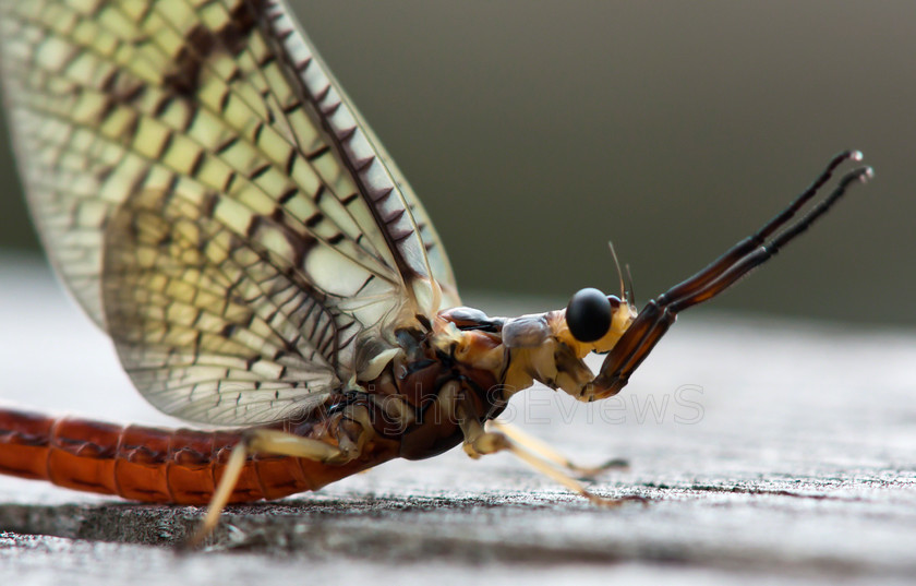 MayflyDSC03038 
 SONY DSC 
 Keywords: Mayfly