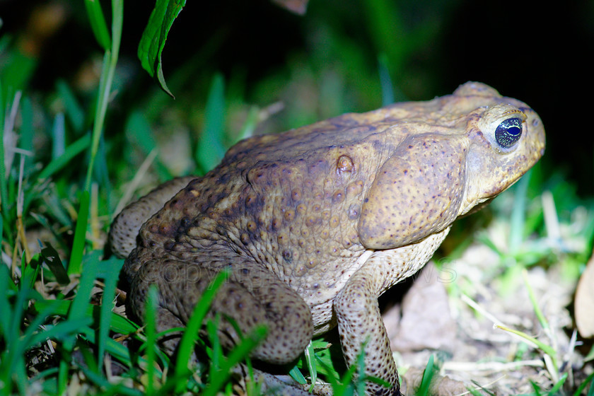 Giant toad0200 
 Giant Cane Toad 
 Keywords: Giant Toad, Cane Toad, Bufo marinus, Costa Rica, Central America, Pacific Coast