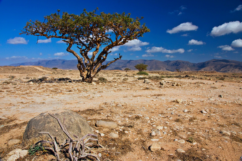 Acacia tree1201 
 Boswellia sacra tree; Frankincense resin, near Salalah, Oman 
 Keywords: Boswellia sacra tree, Frankincense, Salalah, Oman