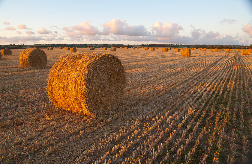 Straw bales195 
 Cylindrical straw bales at sunset in Bretagne; France 
 Keywords: Cylindrical, straw bales, Bretagne, France