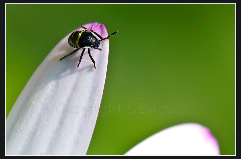 BeetlePICT0011 
 Tiny beetle on daisy petal 
 Keywords: beetle, daisy petal, Camberley, Surrey, UK