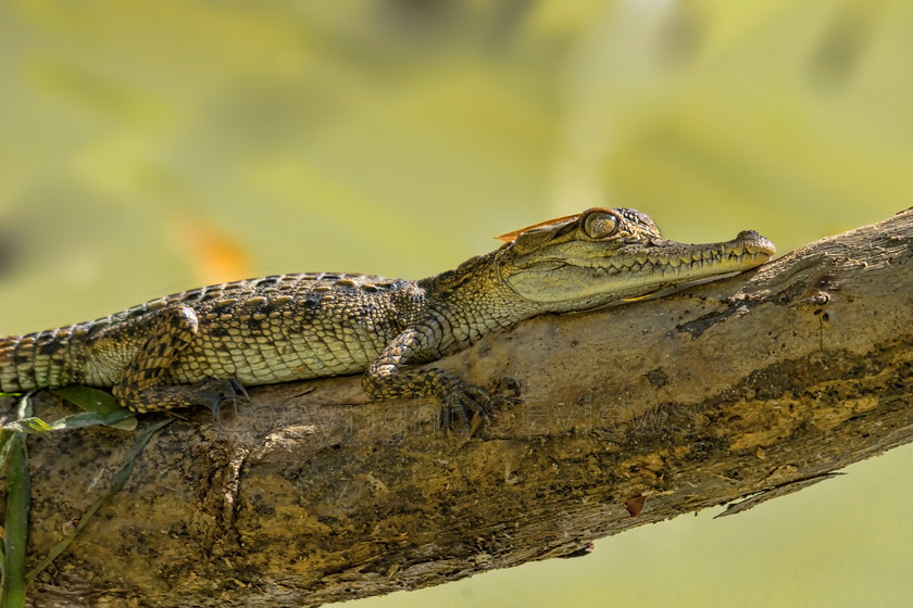 Crocodile DSC3601 
 Baby crocodile (15cms long) shedding a tear & sunning himself with a leaf on top of his head 
 Keywords: Baby crocodile, tear, Chagres River, Gatun Lake, Panama