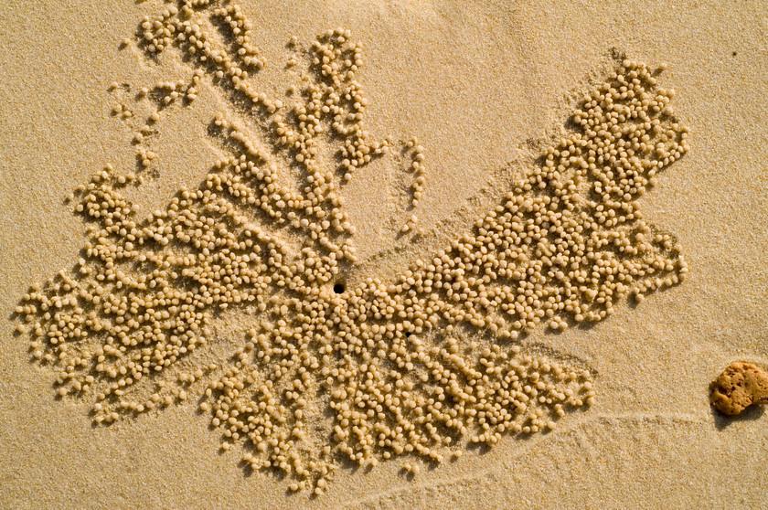 Sand Crab (3) 
 Keywords: Sand Crab, Seaside, sand balls, Muscat, Oman