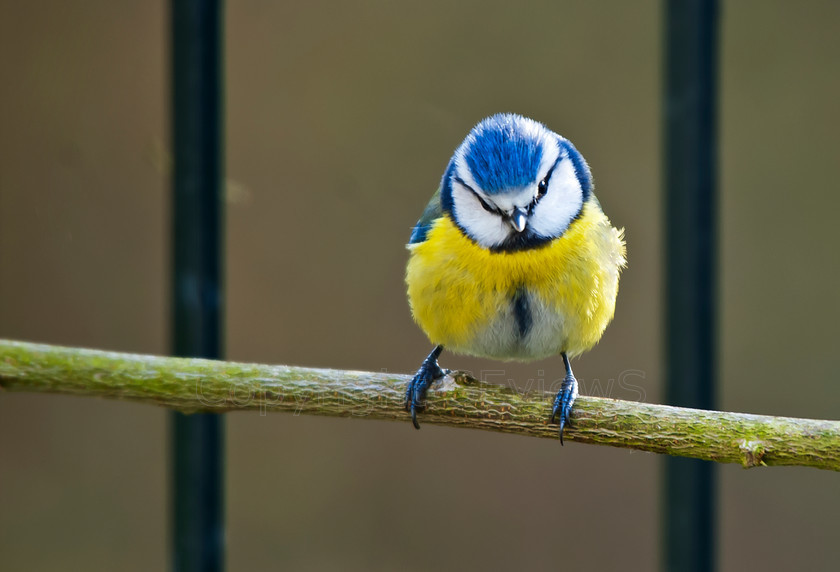 Blue Tit (6) 
 Blue Tit on twig farmed by balcony metal bars 
 Keywords: Blue Tit, Cyanistes caeruleus, Coulonges les Sablons, Orne, 61, France