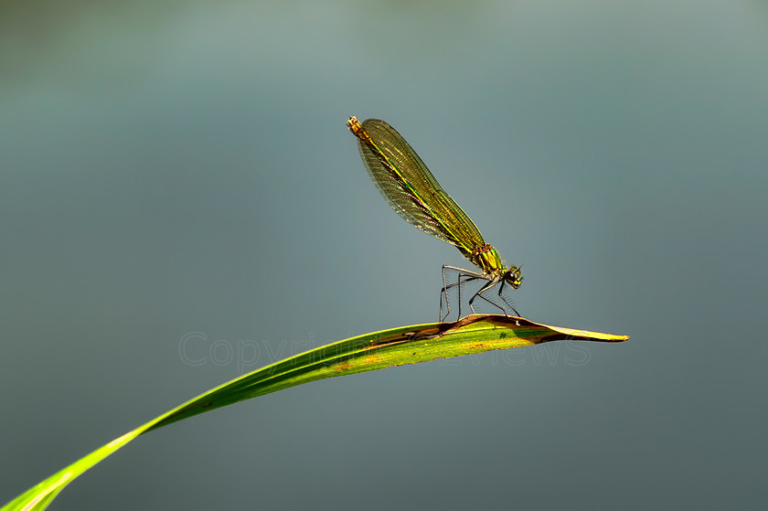 PICT0103 
 Damselfly (suborder Zygoptera) 
 Keywords: Damselfly (suborder Zygoptera), Camberley, Surrey, UK