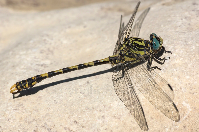 Derboux river7001 focussharp 
 Golden Ringed Dragonfly (Cordulegaster boltonii) 
 Keywords: Eygaliers, Drome, France, Moulin de Cost, Ruisseau de Derboux, Golden Ringed Dragonfly (Cordulegaster boltonii)