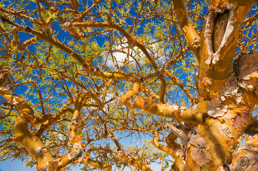 Acacia tree1195 
 Boswellia sacra tree; Frankincense resin, near Salalah, Oman 
 Keywords: Boswellia sacra tree, Frankincense, Salalah, Oman