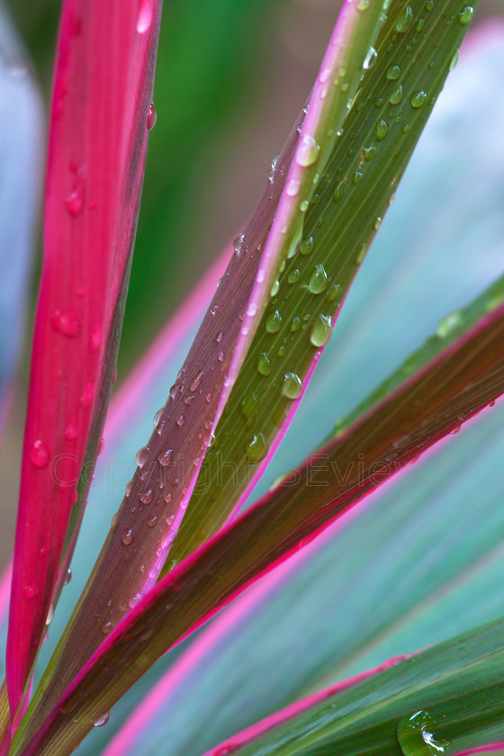 Rain drops red green Iris leaves 
 Rain drops on red & green Iris leaves 
 Keywords: rain drops, Iris leaves, red, green, blue, Costa Rica