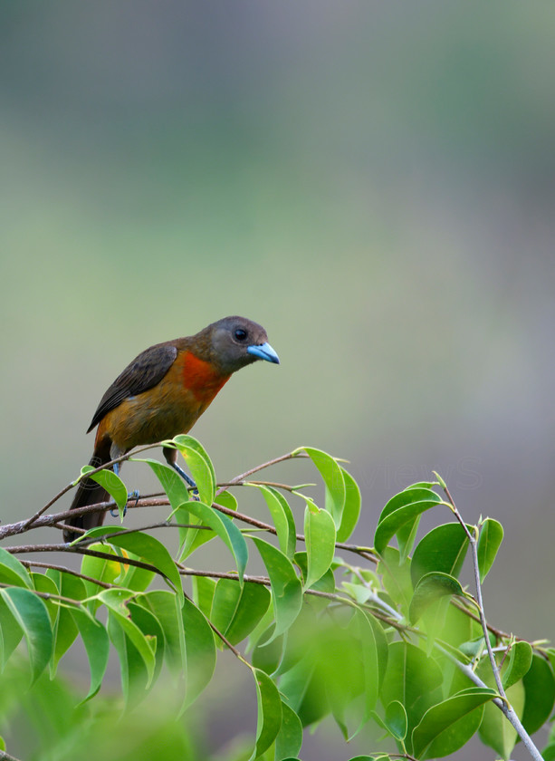 Bird 
 SONY DSC 
 Keywords: Tropical bird, Costa Rica, Central America, Pacific Coast