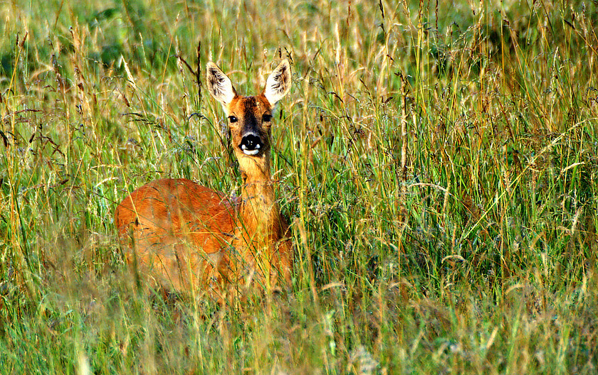 BWVdeer0004copy 
 Keywords: Queens Wood, Camberley, Surrey, UK, EU, Deer, Forest, Woods