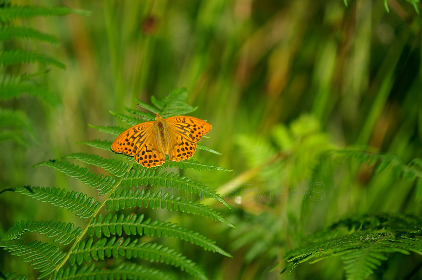 Butterfly0023 
 Fritillary butterfly on fern leaf near Botany Bay, Chiddingfold, Surrey, UK 
 Keywords: Fritillary; butterfly; Botany Bay; Tugley Wood; Chiddingfold; Surrey; UK